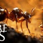 Empire of the Ants-Torrent-Download