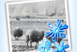 JixiPix Snow Daze v1.27 + Patch (macOS)